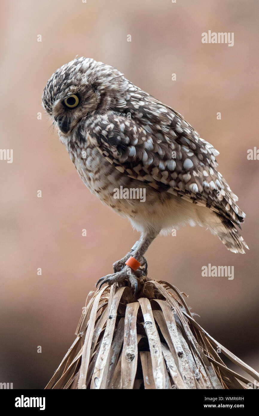 Burrowing owl (Athene cunicularia) native to North America and South America Stock Photo