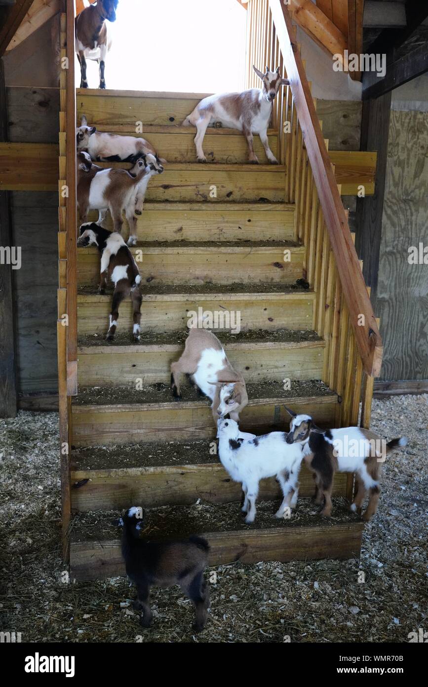 Pygmy Goat Family at Wisconsin Dells Zoo play around Stock Photo - Alamy