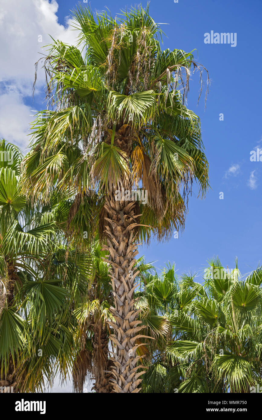 Sabal Palm Trees growing in Alachua, Florida. Stock Photo