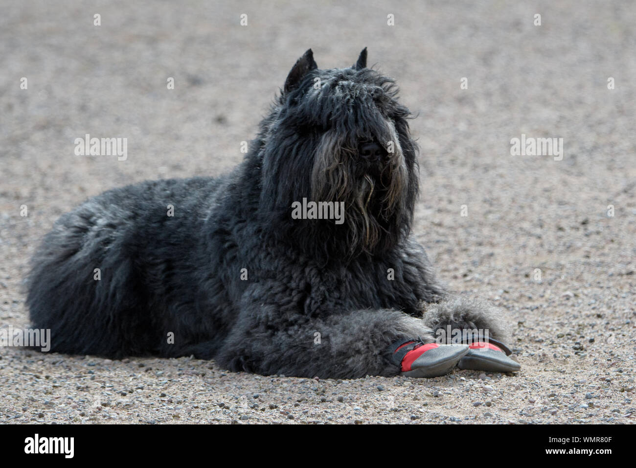 Bouvier des Flandres taking a break on the gravel wearing protective boots Stock Photo