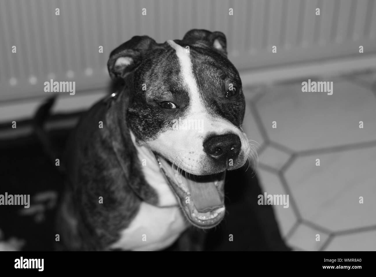 Yawning dog hires stock photography and images Alamy