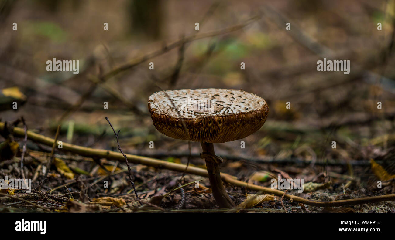 Close-up Of Fly Agaric Mushroom Stock Photo