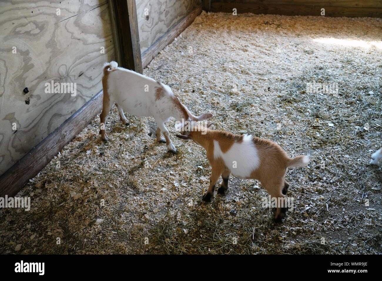 Pygmy Goat Family at Wisconsin Dells Zoo play around Stock Photo Alamy