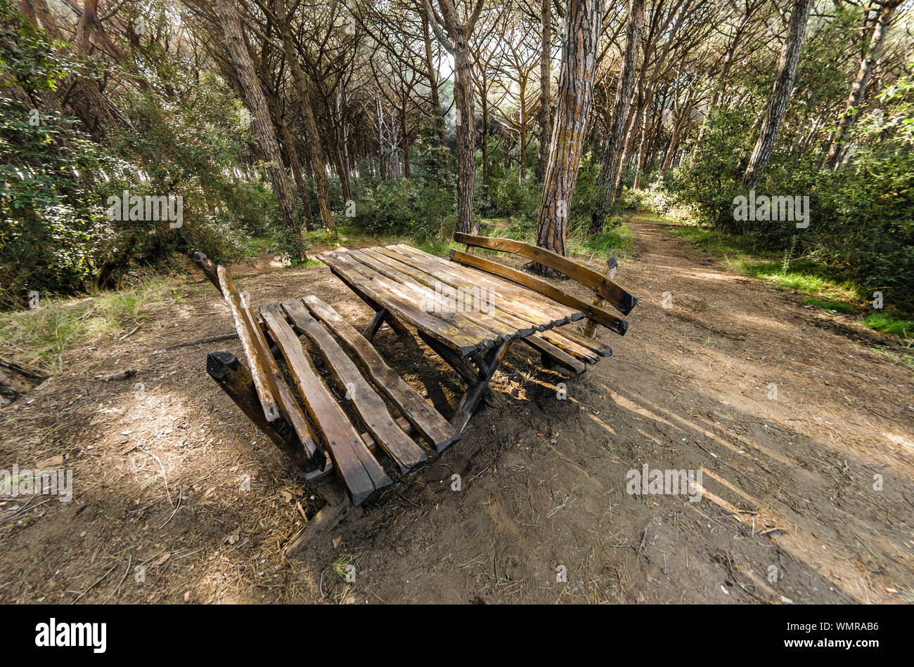 Picnic Table With Benches In The Pine Forest Stock Photo