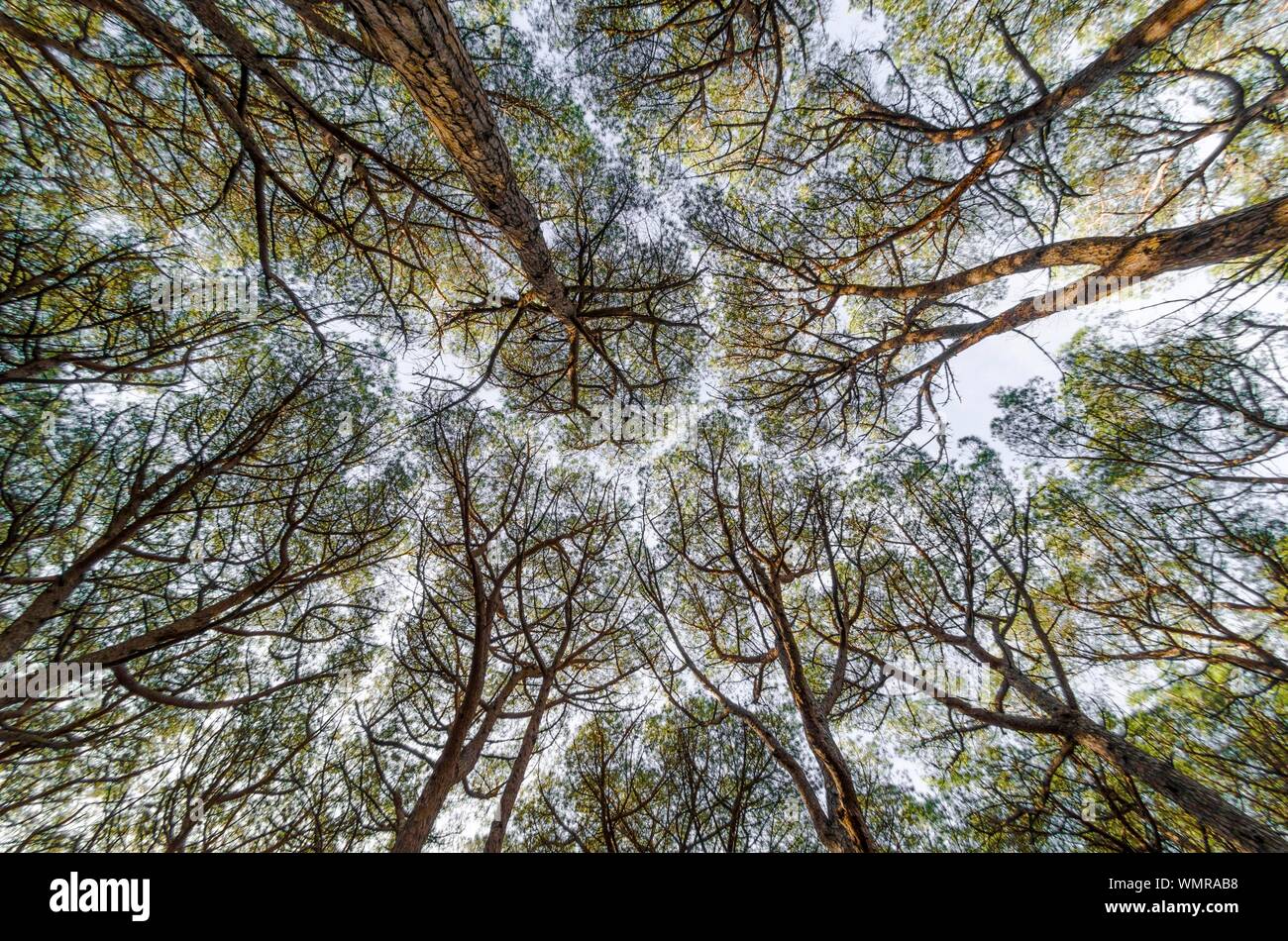 Beautiful pine forest seen from below Stock Photo