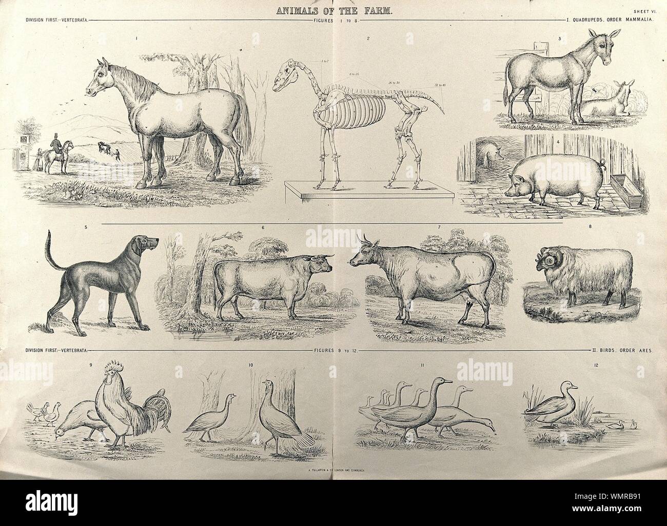 Animal Order Chart