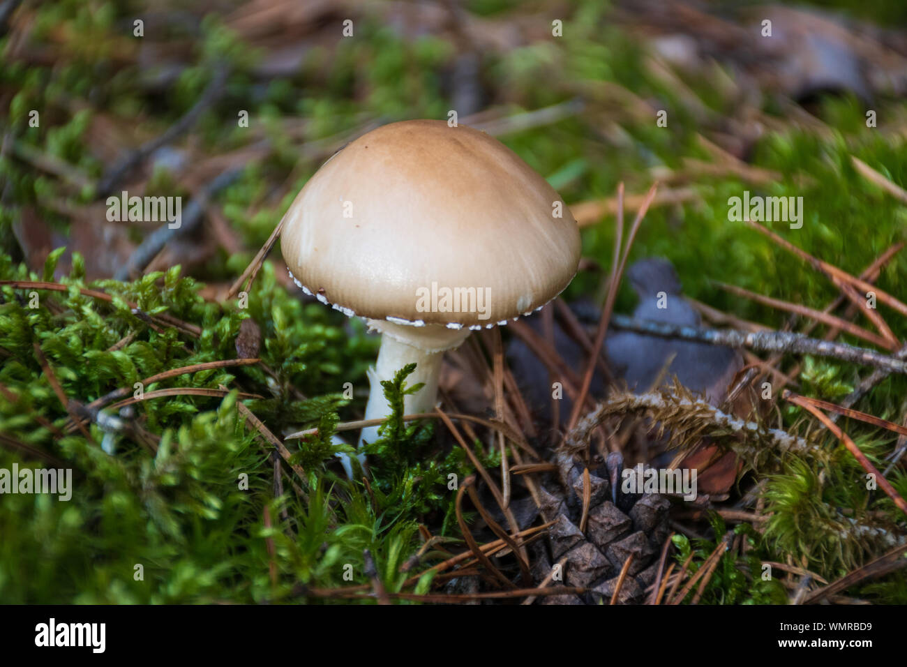 Leucoagaricus poisonous mushroom in a forest among moss Stock Photo
