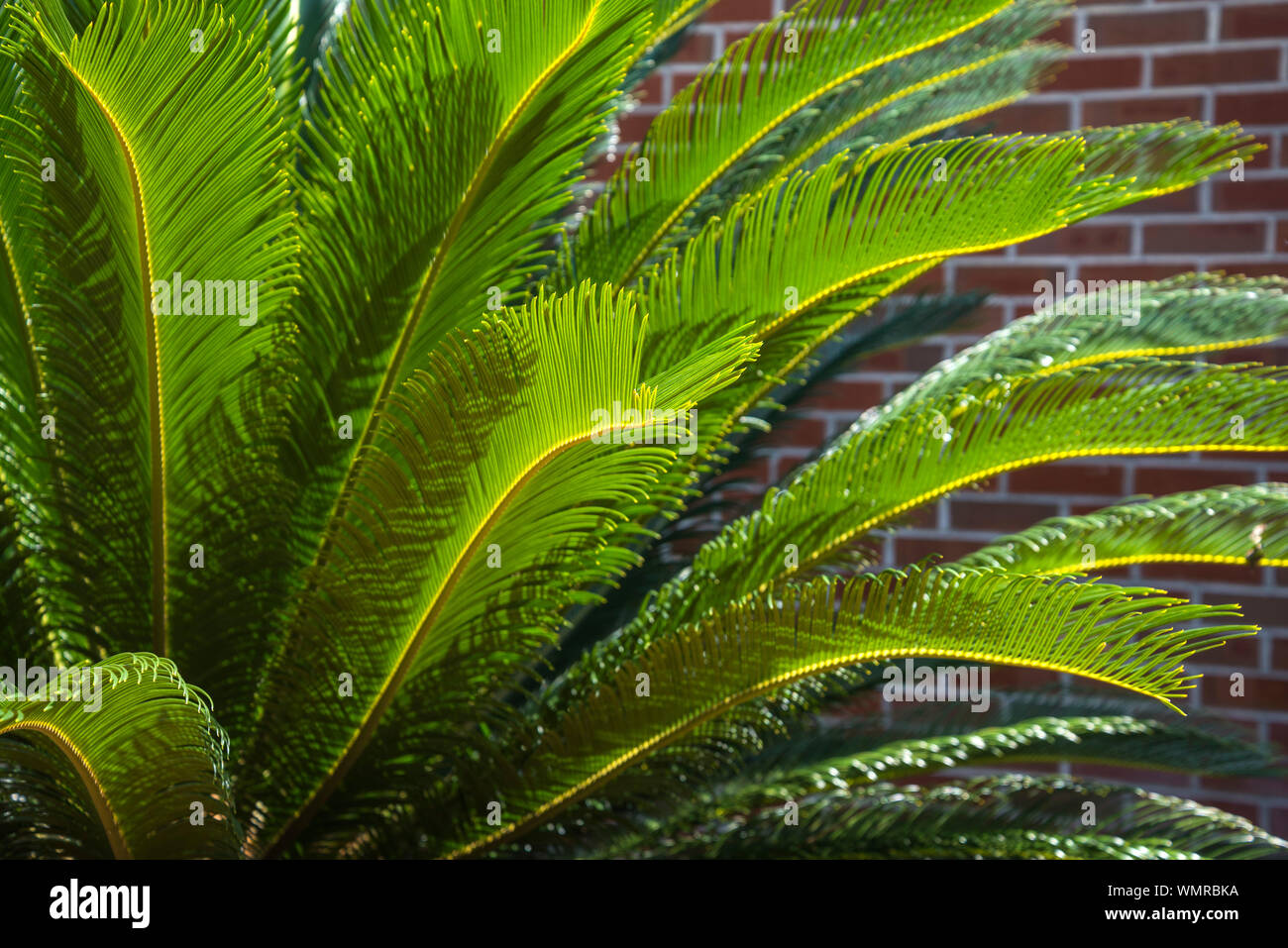 Sago Palm Tree growing in North Central Florida. Stock Photo