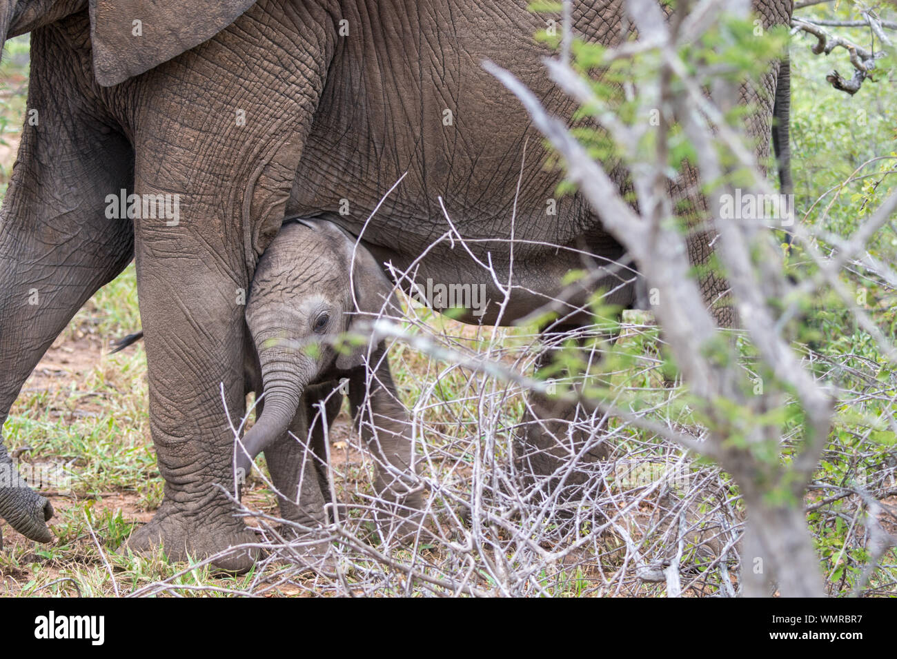 African elephant mother and calf (Loxodonta africiana) in the bush of the Timbavati Reserve, South Africa Stock Photo
