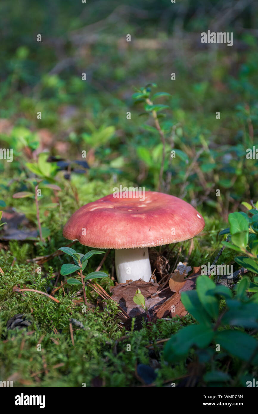 Edible small mushroom Russula with red russet cap in moss autumn forest background. Fungus in the natural environment. Big mushroom macro close up Stock Photo