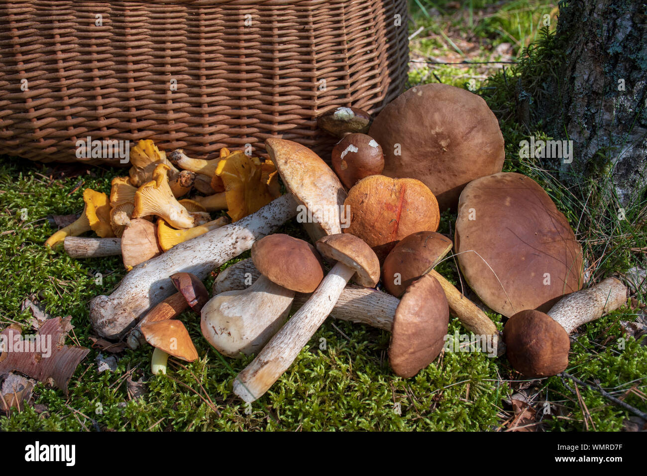 Various mushrooms near a wicker basket on the moss in a forest, chanterelle, boletus edulis, penny bun, cep, porcino or porcini, mushrooming Stock Photo