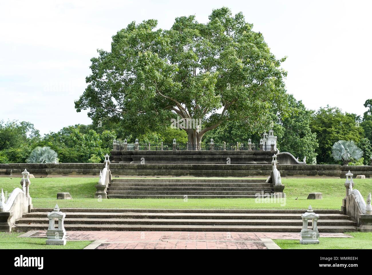 Bodhi tree buddhism hi-res stock photography and images - Alamy