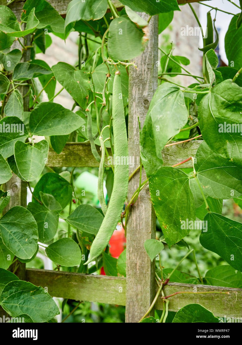 Runner beans, Phaseolus coccineus, growing up trellis in a country garden allotment Stock Photo