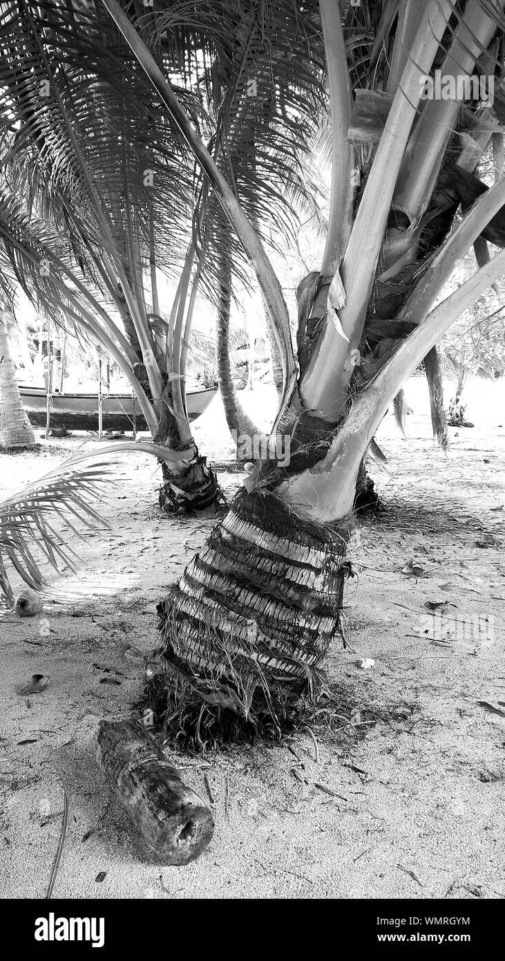 Palm Trees Growing At Beach Stock Photo Alamy