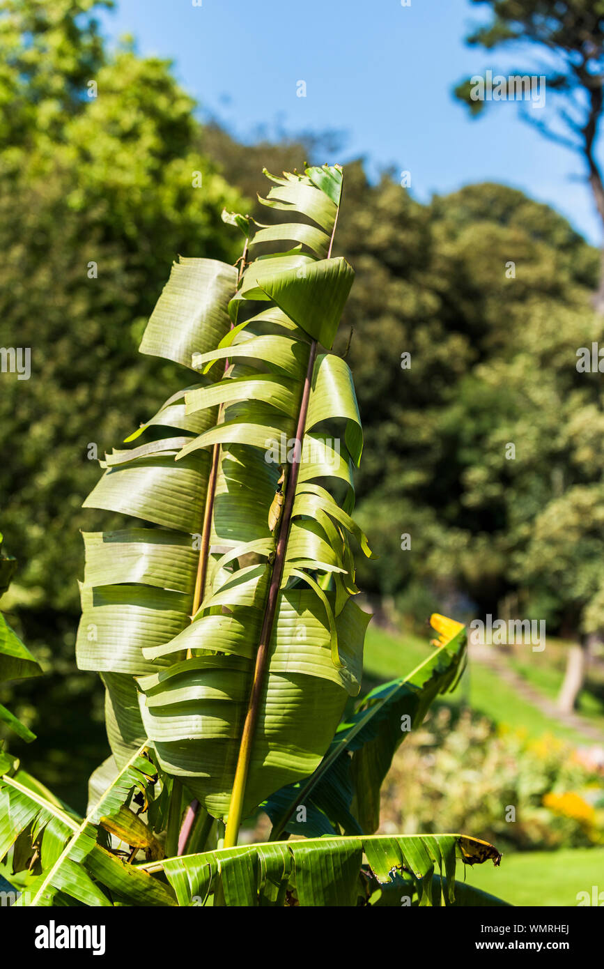 Japanese Banana Plant Musa basjoo leaves damaged by high strong wind in