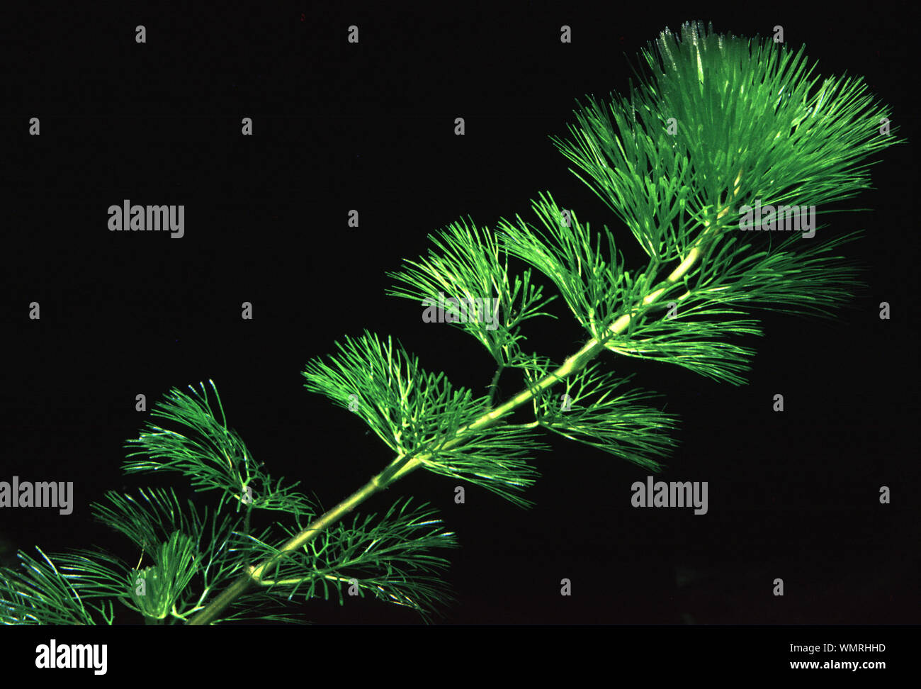 Common fanwort, Cabomba caroliniana Stock Photo