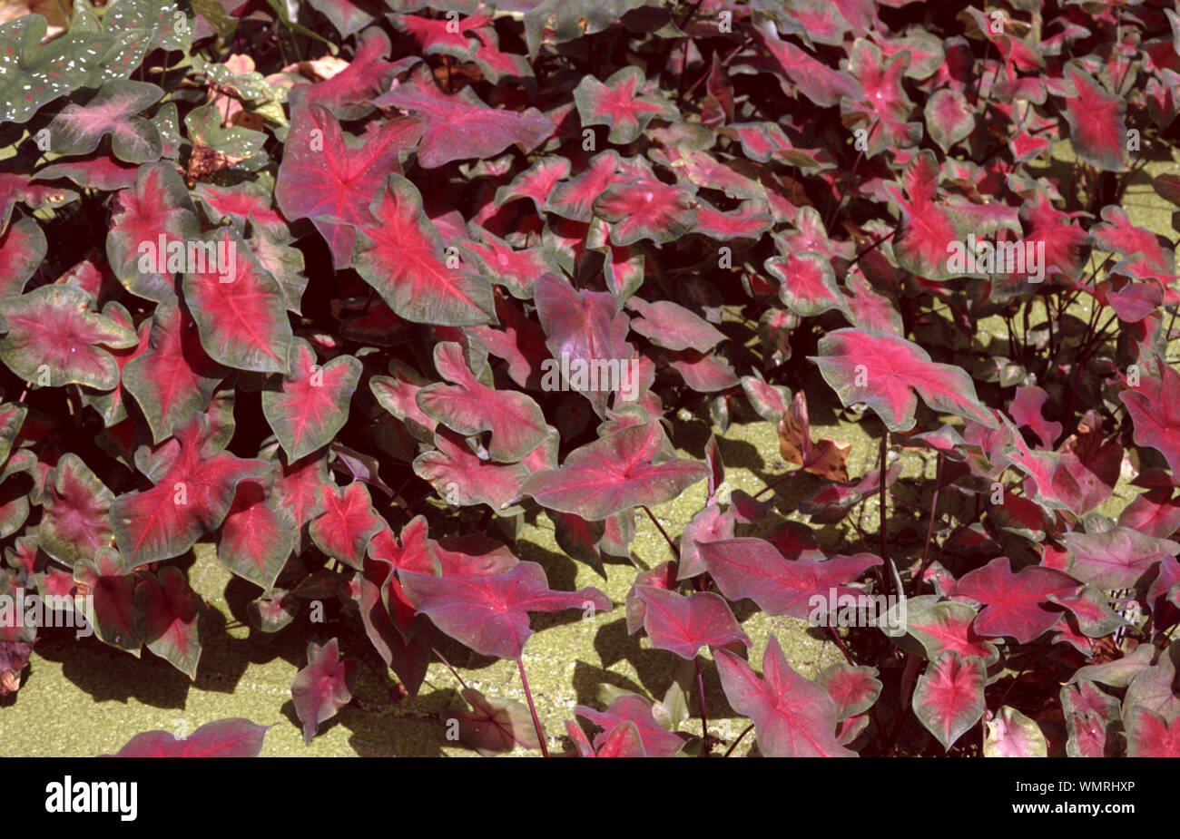 Fancy-leaf caladium, Caladium bicolor Stock Photo