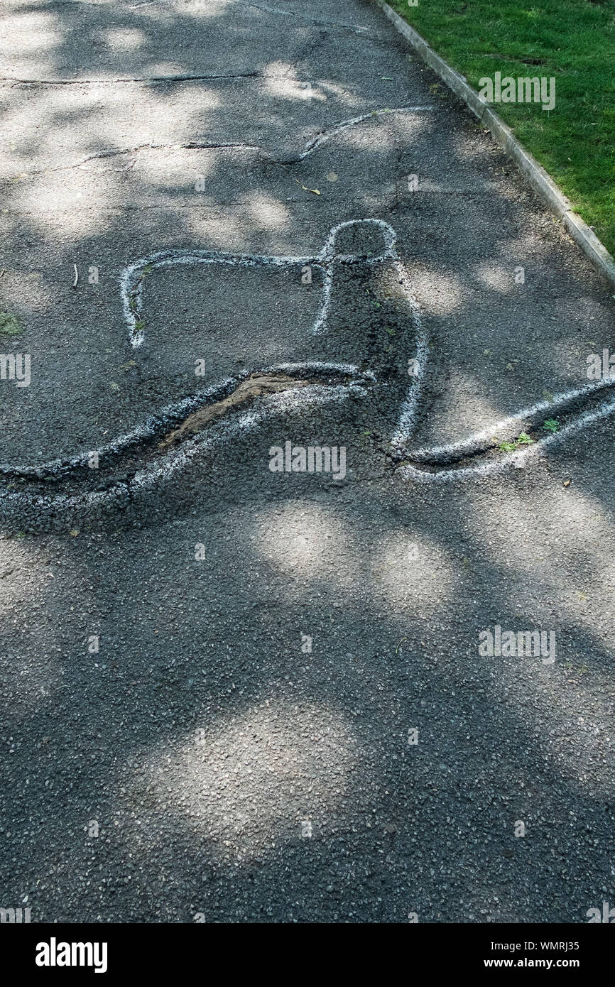 Root damage to a path highlighted with spray paint Stock Photo Alamy
