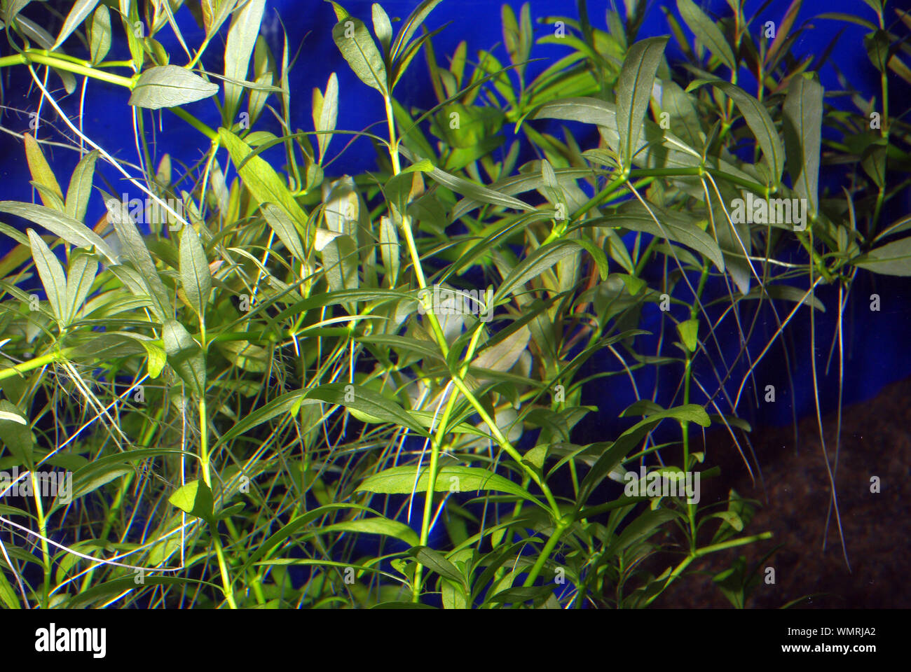 Water starwort, Callitriche stagnalis Stock Photo