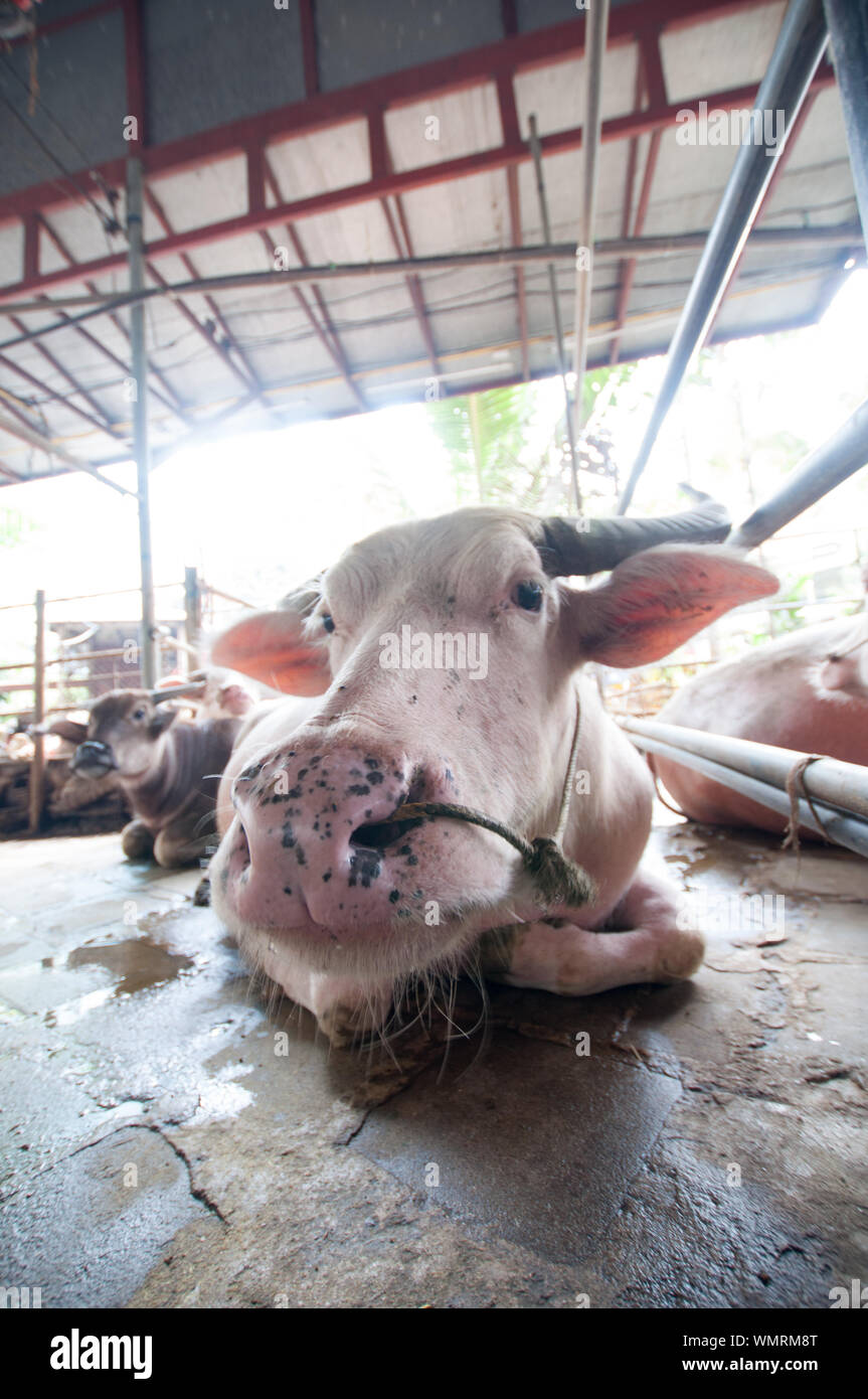 Three lying cows hi-res stock photography and images - Alamy