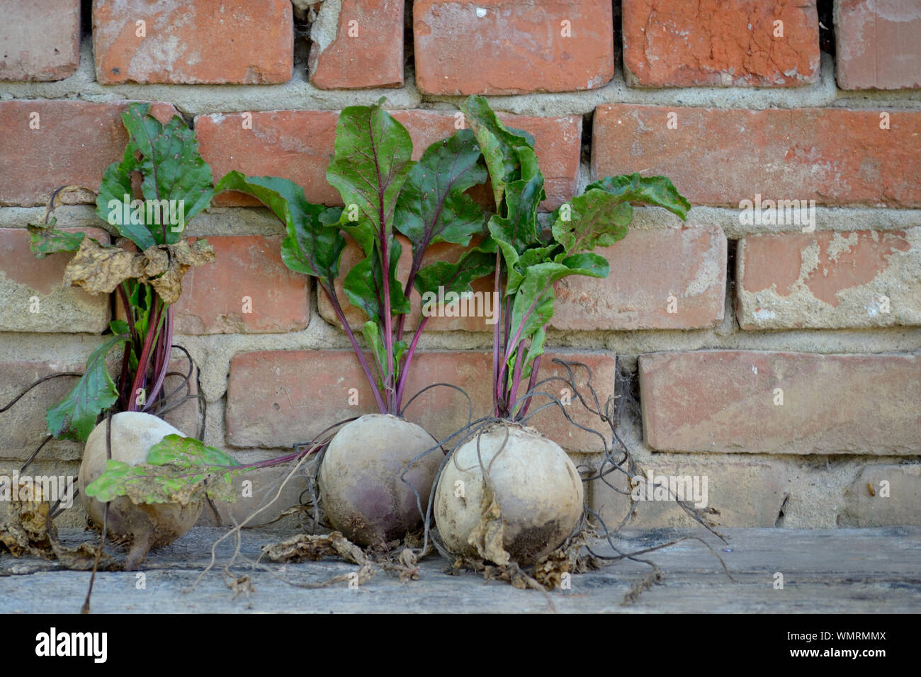 Swiss chard against old brick wall Stock Photo
