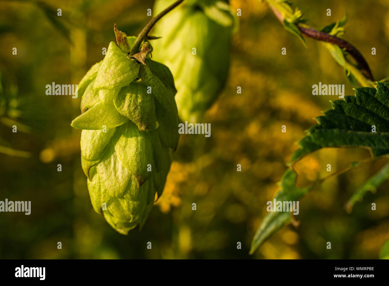 Close up of a hops cone, Wild Hop Plant Stock Photo - Alamy