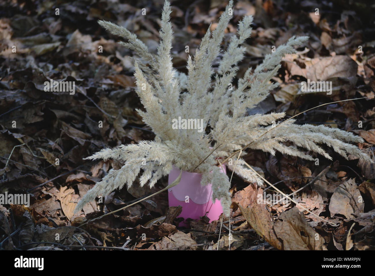Prairie Junegrass spikelets in vase on the ground, Koeleria macrantha Stock Photo