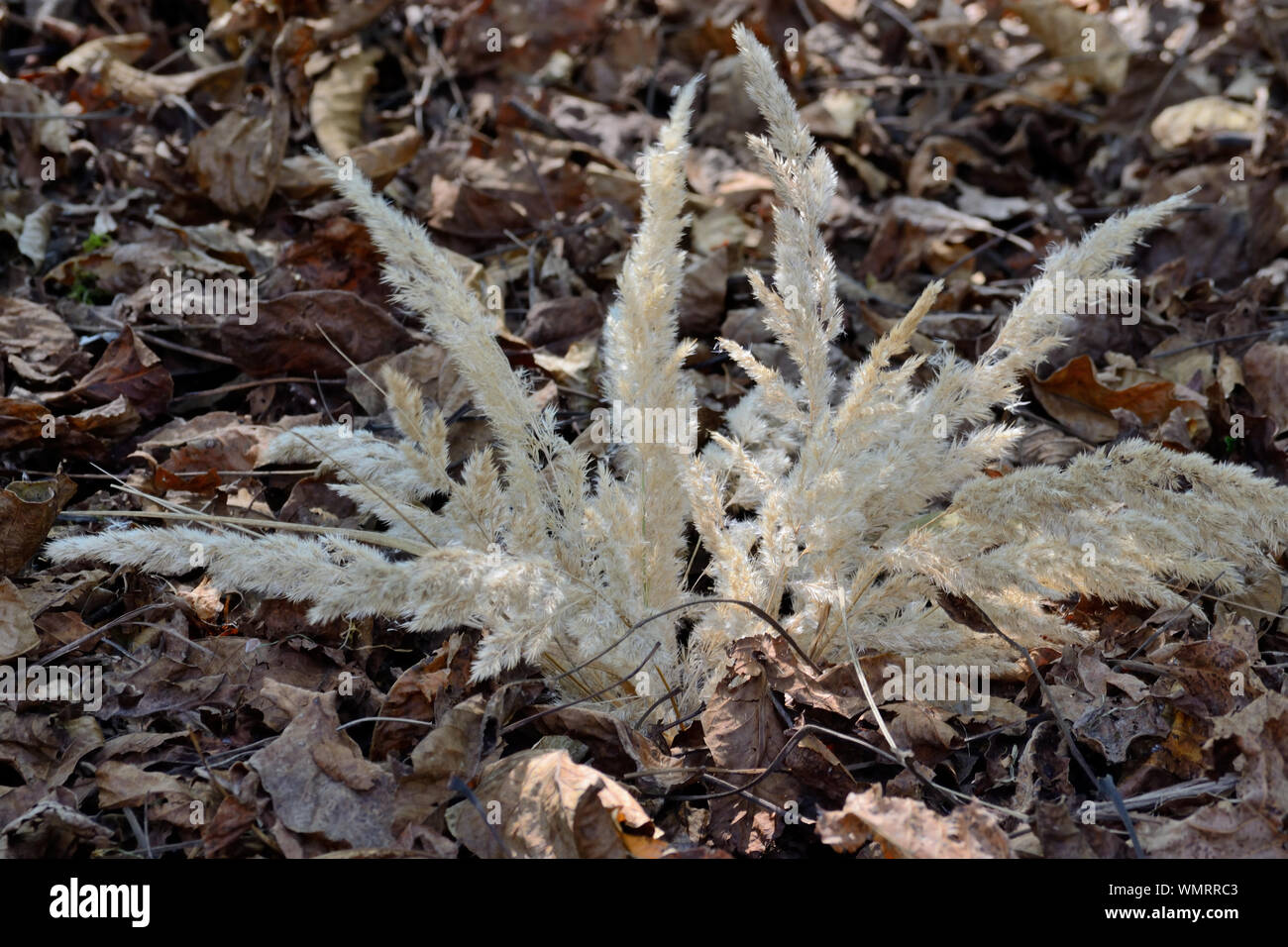 Prairie Junegrass spikelets, Koeleria macrantha on the ground Stock Photo