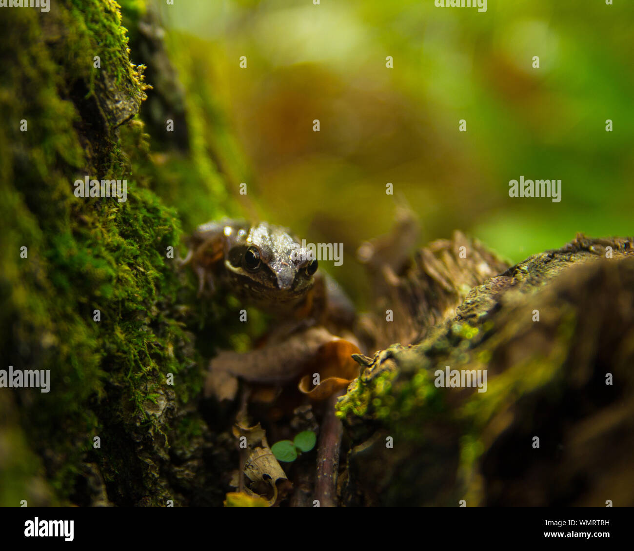 Frog on a moss covered old stump in the autumn forest Stock Photo