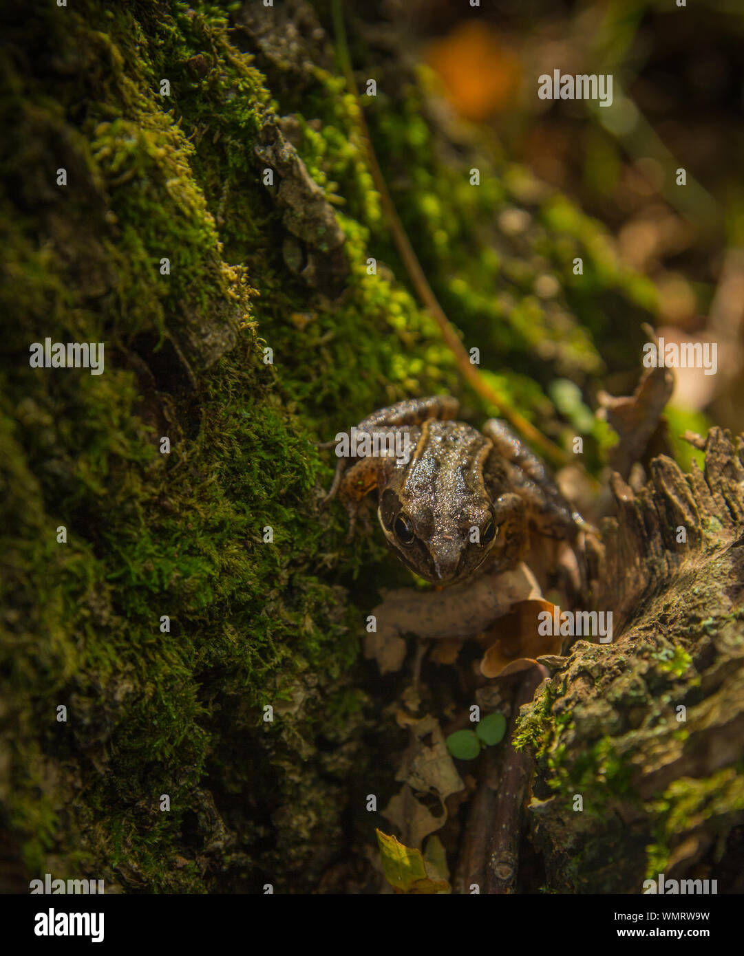 Frog on a moss covered old stump i Stock Photo