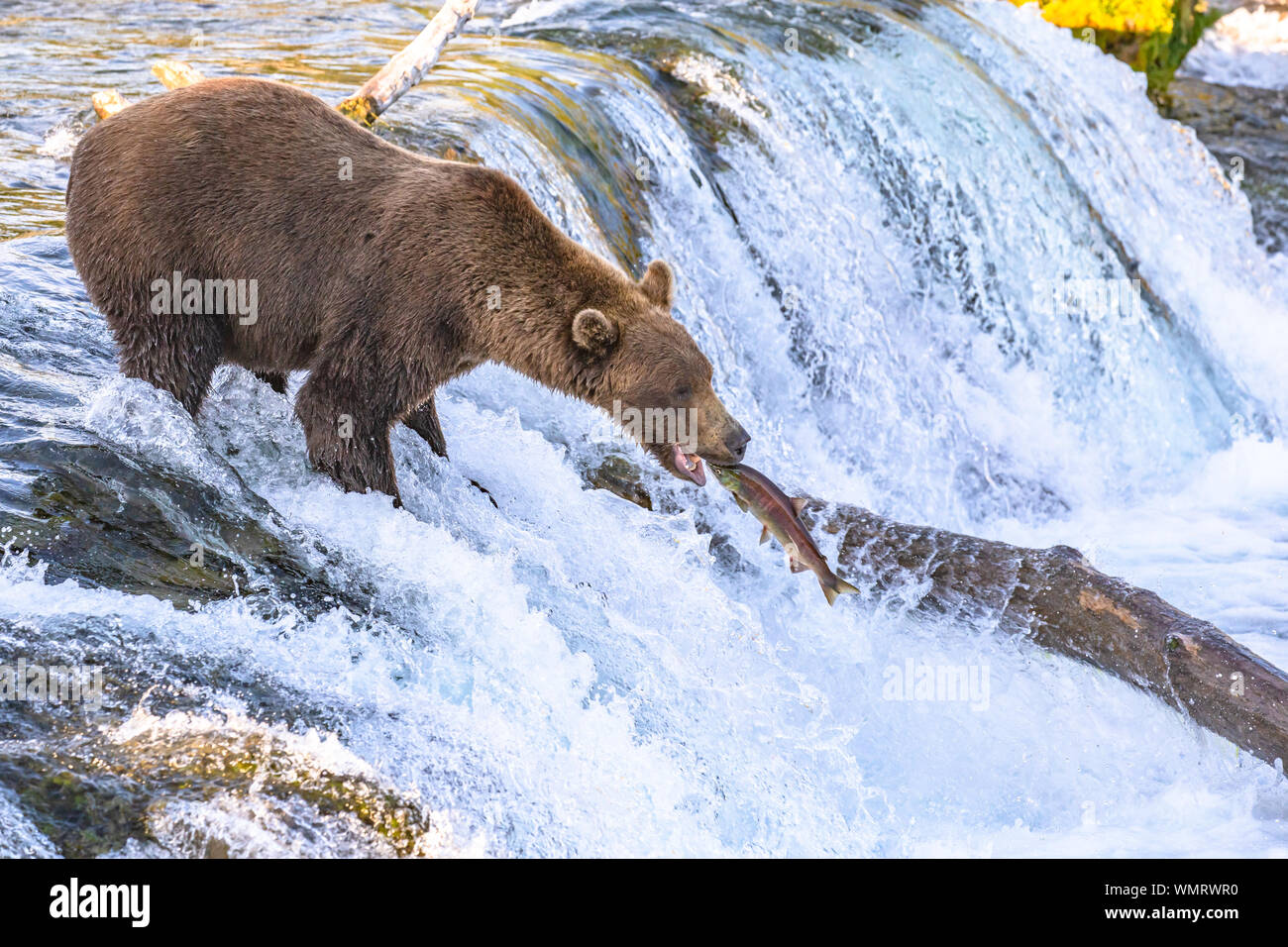 Grizzly bear catching a fish on falls in Katmai, Alaska Stock Photo