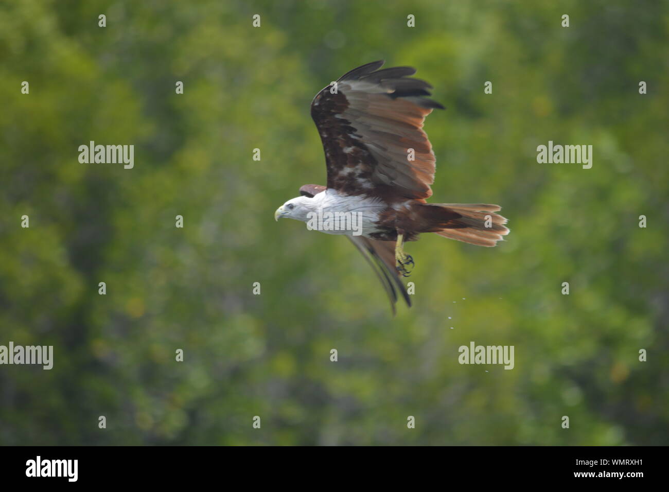 Eagle Flying Against Trees Stock Photo - Alamy