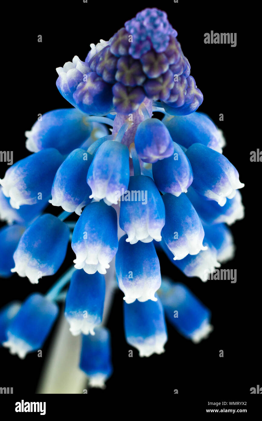 Digital Composite Of Bluebell Flower Bud Stock Photo