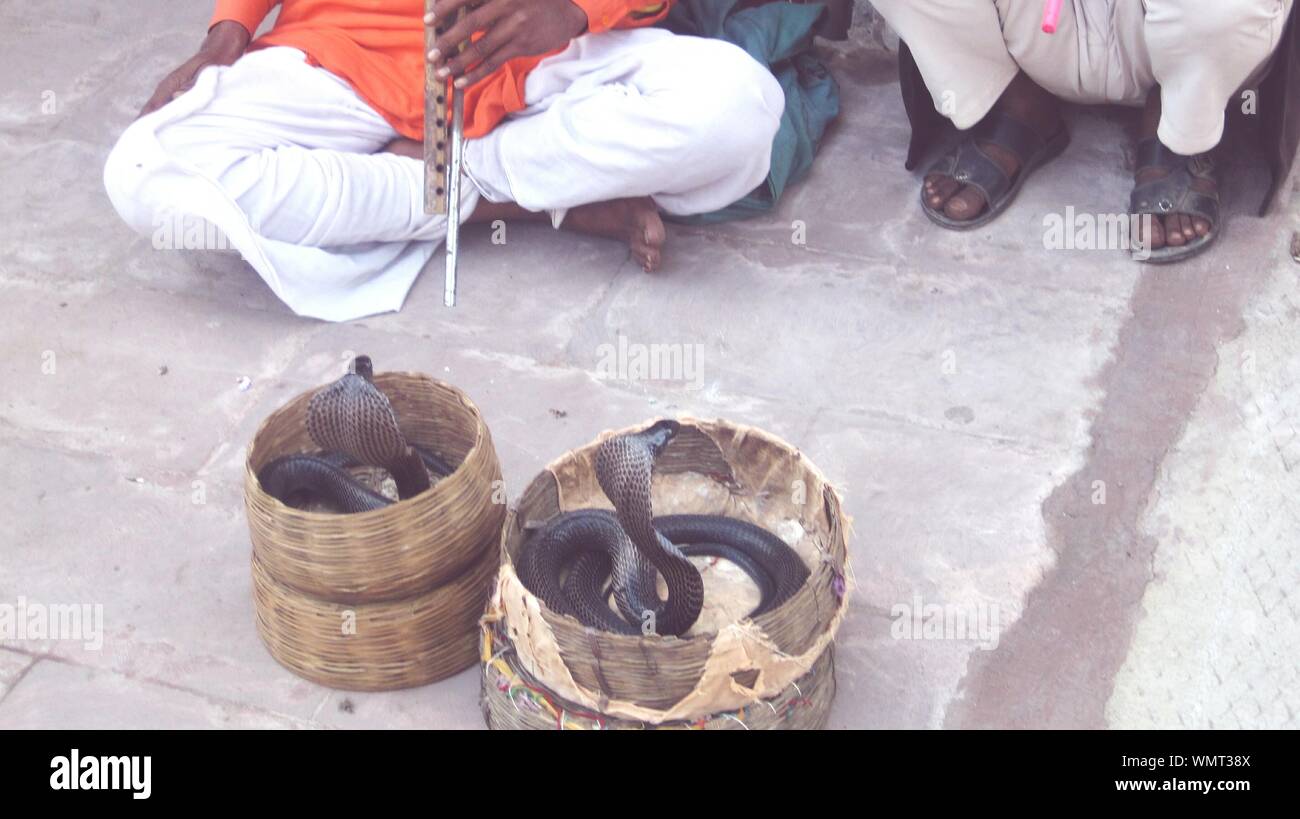 Two snake baskets hires stock photography and images Alamy