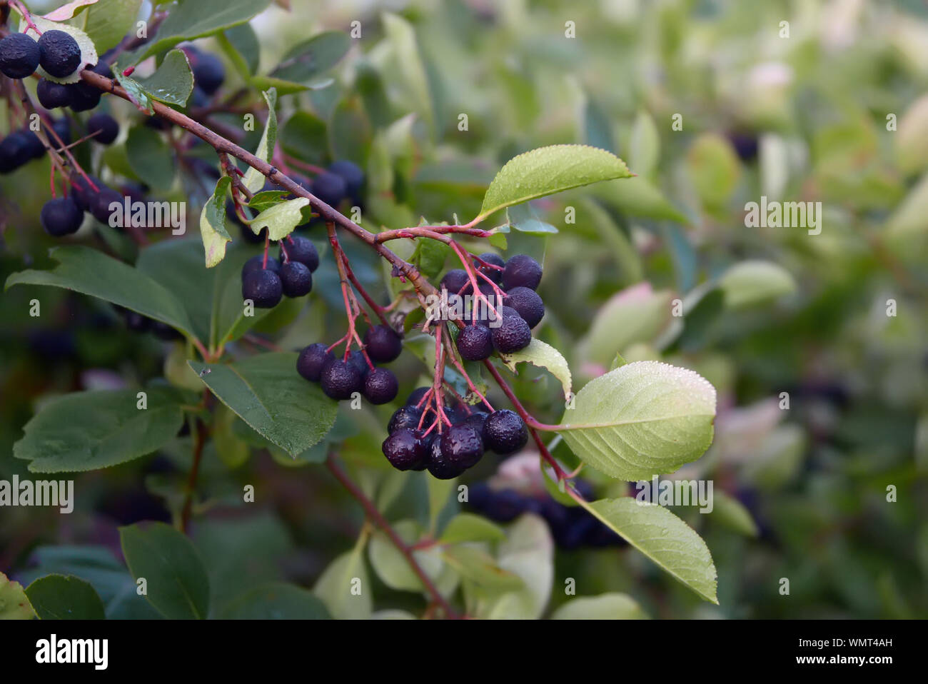 Black chokeberry branch with ripe dew-covered berries Stock Photo