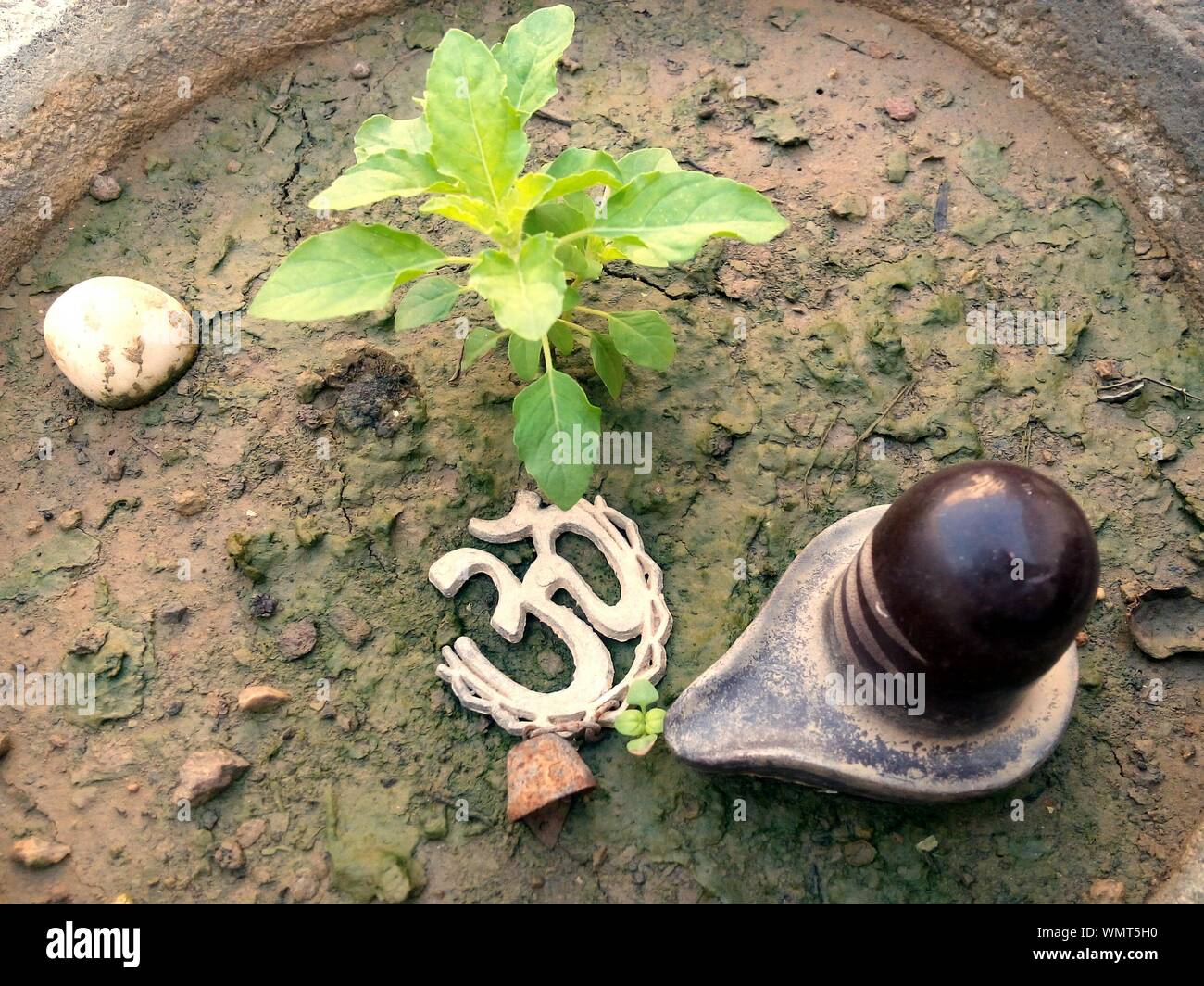 Basil symbol hi-res stock photography and images - Alamy