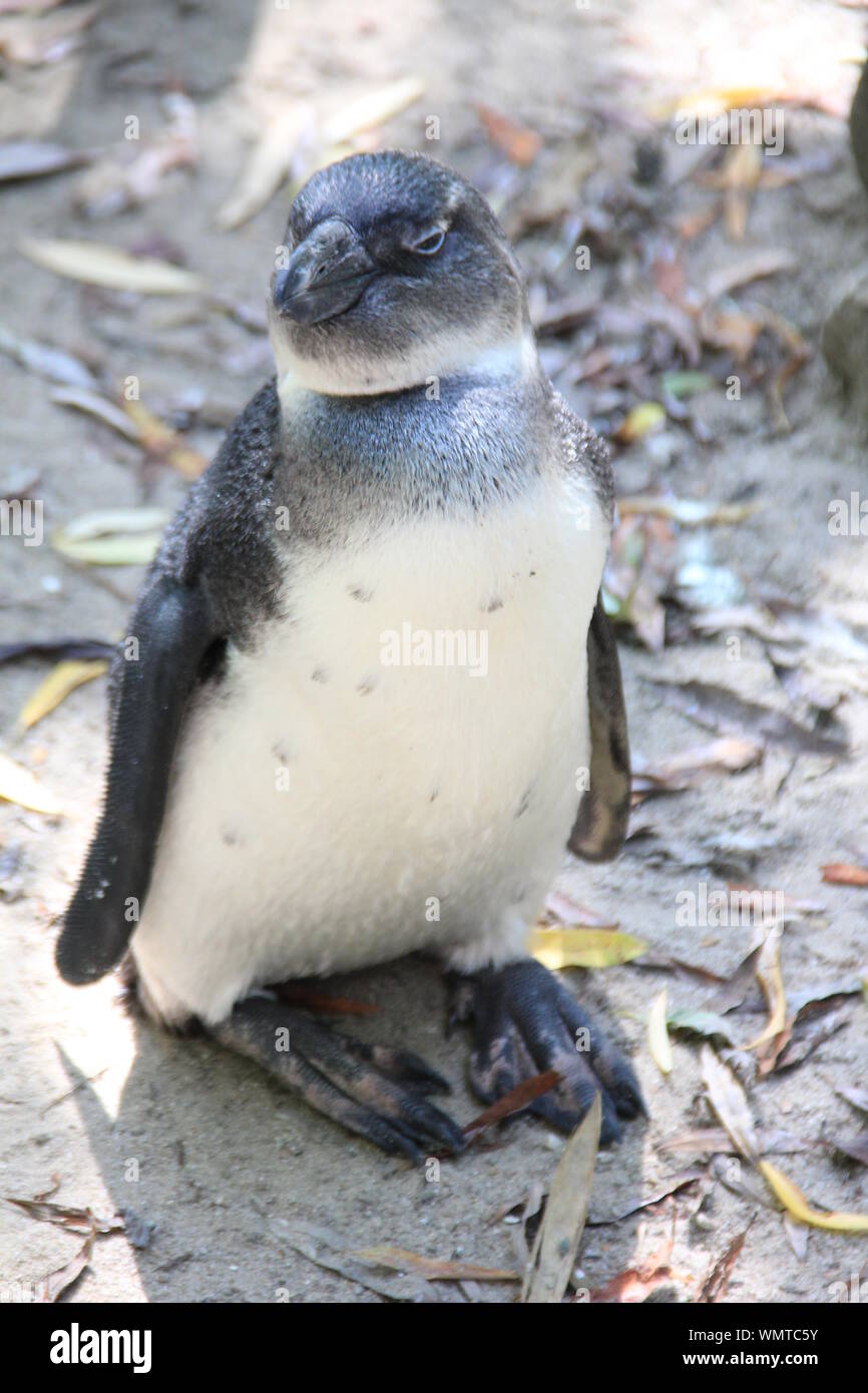 African penguin in Zoo park Overloon Stock Photo