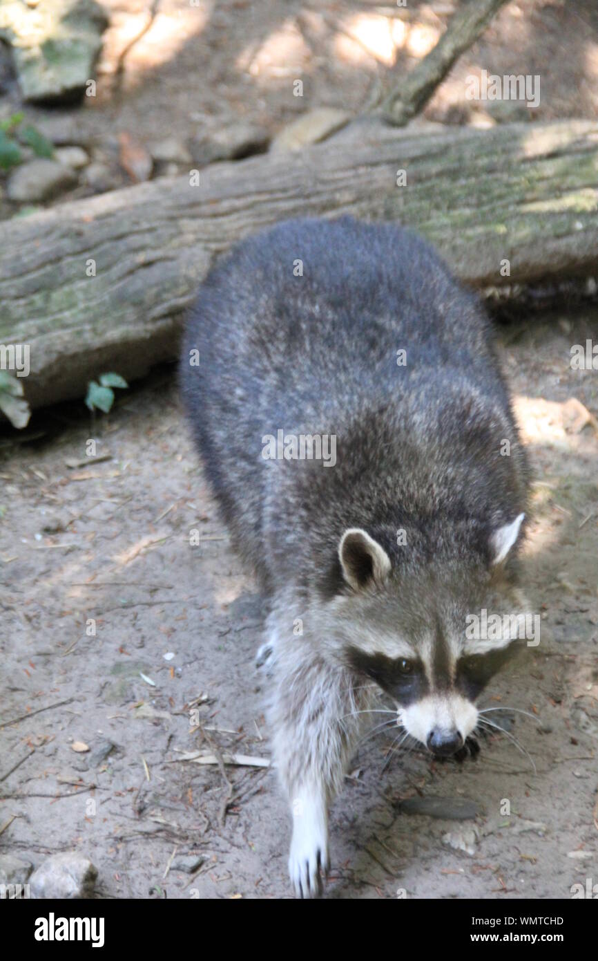 Raccoon dog In Overloon zoo. The Netherlands Stock Photo