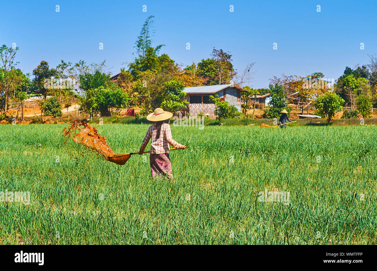 Burmese farmers work in field among the garlic plants, using primitive