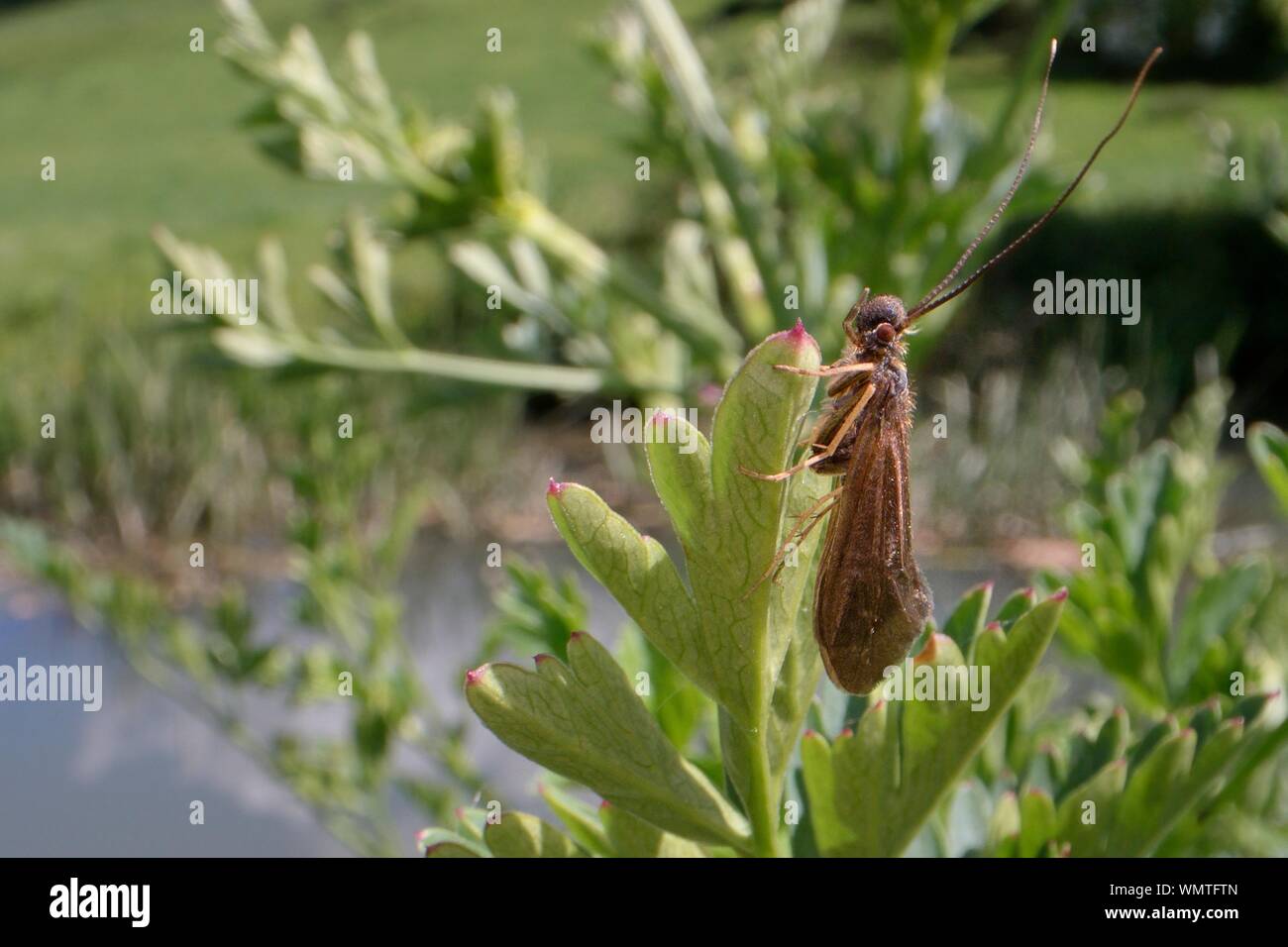 Caddis fly (Trichoptera) resting on riverbank vegetation, Wiltshire, UK, May. Stock Photo