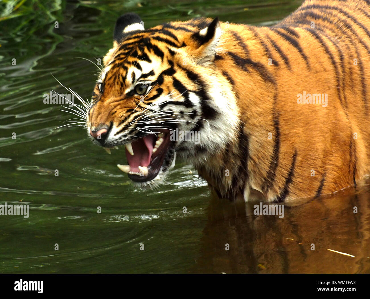 Close-up Of Bengal Tiger Growling Stock Photo