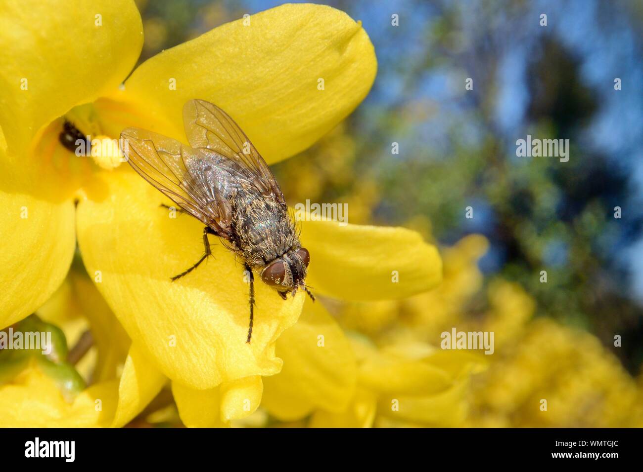 Cluster fly (Pollenia sp.) sunning on a Forsythia flower, Wiltshire garden, UK, March. Stock Photo