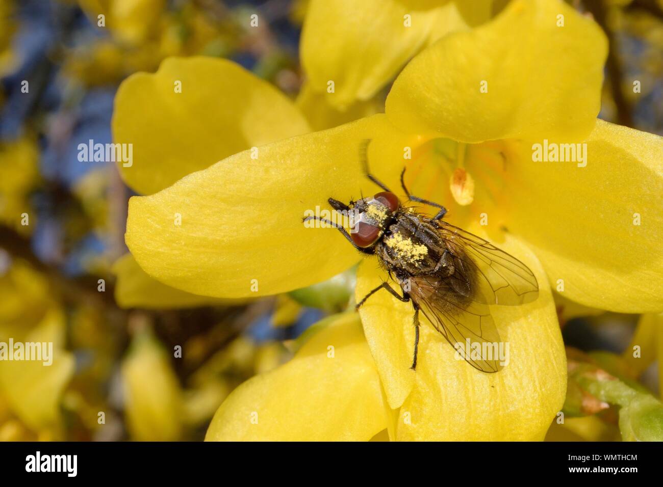 Face fly / Autumn house fly (Musca autumnalis) dusted with pollen feeding on a Forsythia flower, Wiltshire garden, UK, March. Stock Photo