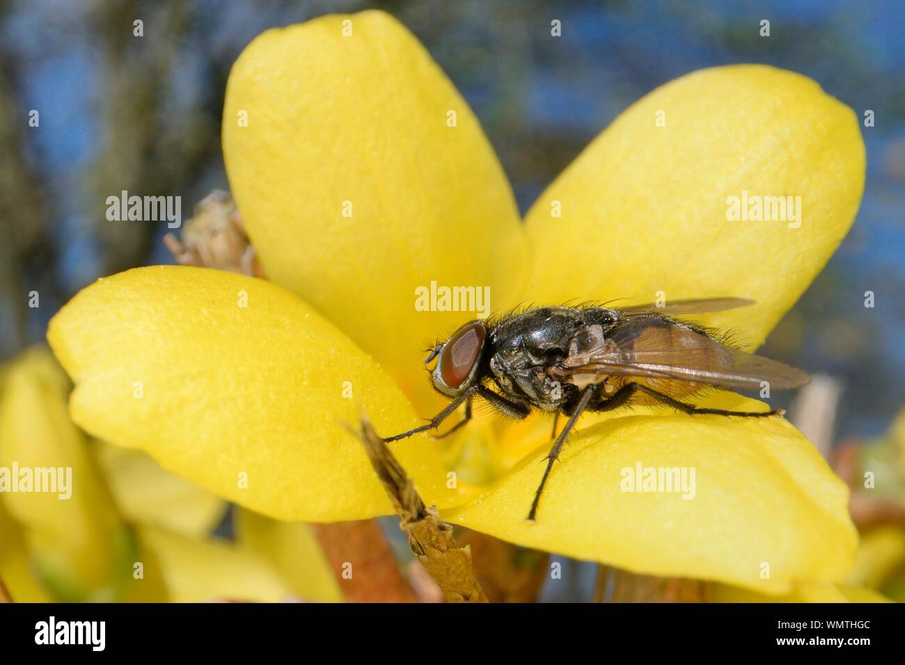 Face fly / Autumn house fly (Musca autumnalis) sunning on a Forsythia flower, Wiltshire garden, UK, March. Stock Photo