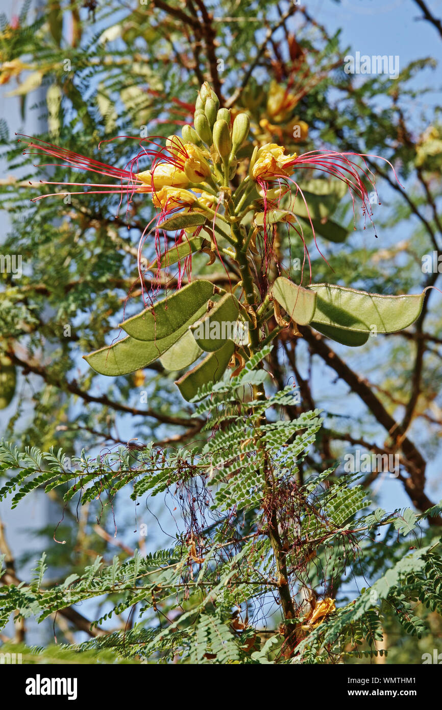 inflorescece, leaves and fruits of Caesalpinia gilliesii Stock Photo