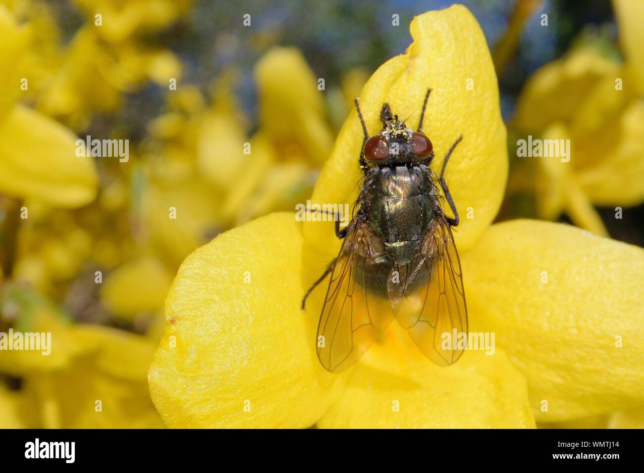 Greenbottle / Muscid fly (Eudasyphora cyanella) feeding on a Forsythia flower, Wiltshire garden, UK, March. Stock Photo