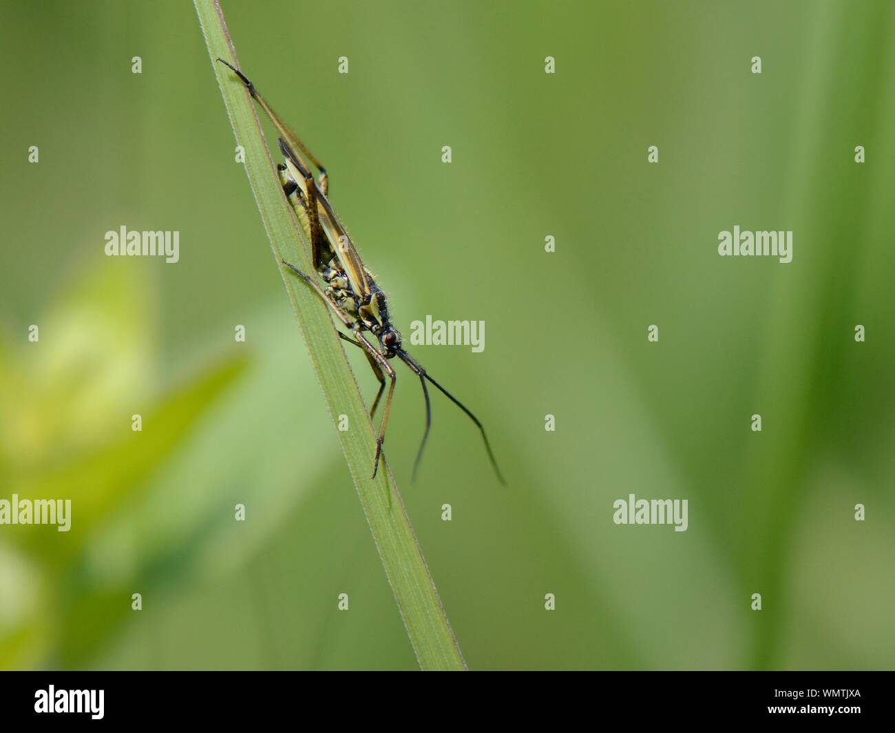Meadow plant bug (Leptopterna dolabrata) standing on a grass blade in a meadow, Wiltshire, UK, June. Stock Photo