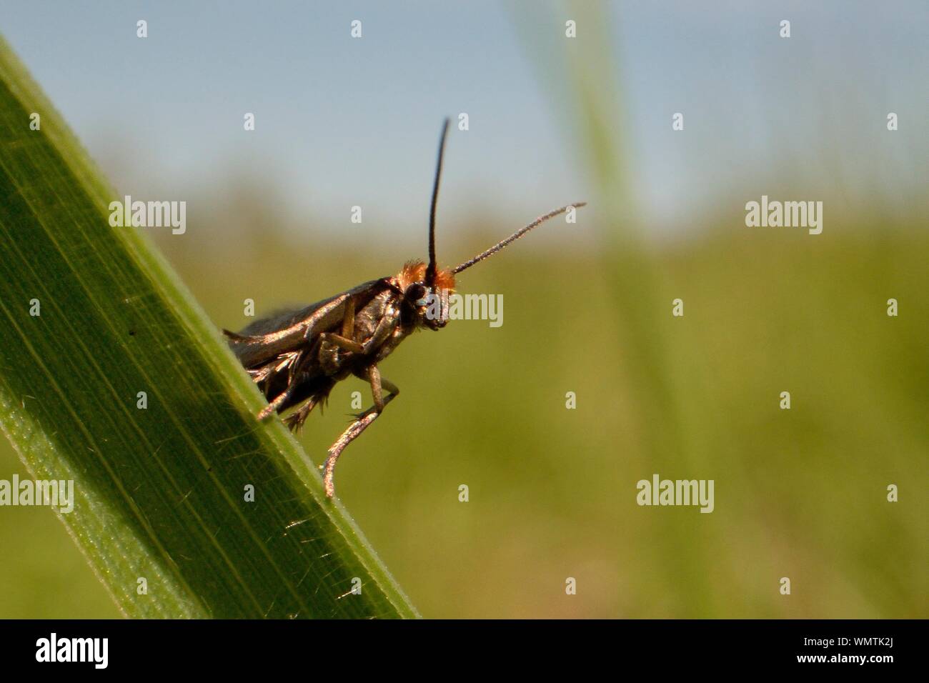 Plain gold moth / Marsh marigold moth (Micropterix calthella) standing on a grass stem in a meadow, Wiltshire, UK, May Stock Photo