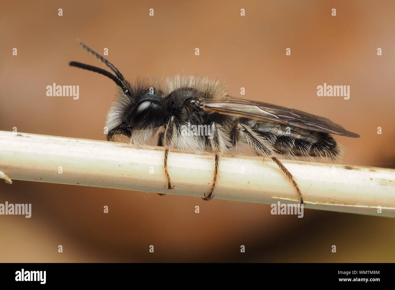 Sandpit Mining Bee male (Andrena barbilabris) clinging to plant stem. Tipperary, Ireland Stock Photo