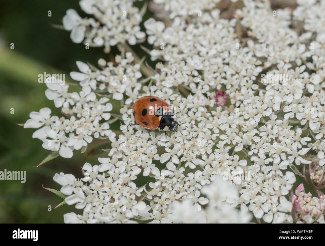 Foraging 11-Spot Ladybird (Coccinella 11-punctata) Stock Photo